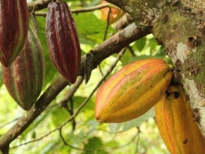 The Roots of Flavor: Demystifying Cacao Genetics from Tree to Palate