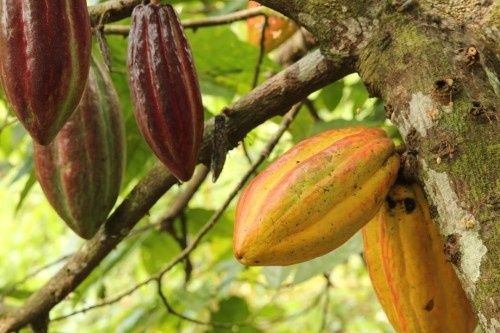 The Roots of Flavor: Demystifying Cacao Genetics from Tree to Palate