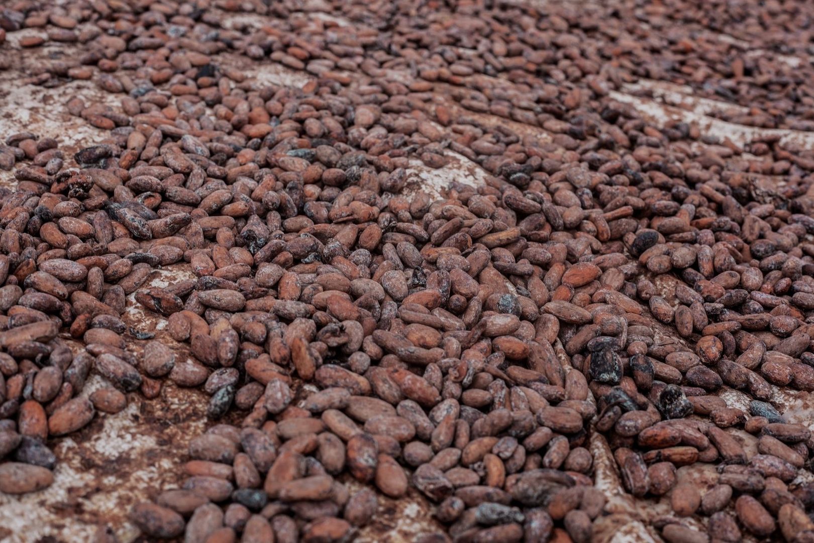 A dense layer of brown cacao beans spread across a textured surface