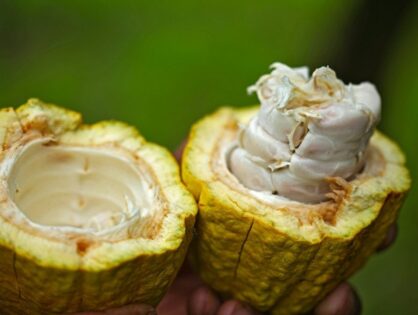 The Secret Life of Microbes: How Fermentation Transforms Raw Cacao into Fine Chocolate