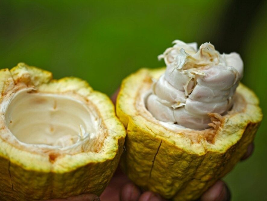 The Secret Life of Microbes: How Fermentation Transforms Raw Cacao into Fine Chocolate